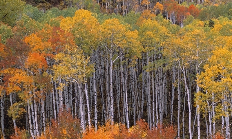 Aspens Crested Butte Colorado Gunnison National Forest